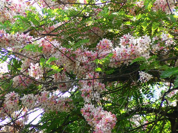 Cassia Grandis Coral Shower Tree 